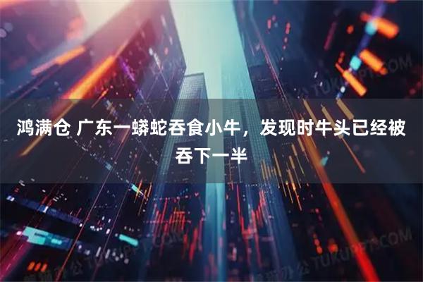 鸿满仓 广东一蟒蛇吞食小牛，发现时牛头已经被吞下一半
